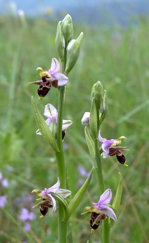 Ophrys tardive e altre orchidee in Epiro - Grecia settentrionale  22_30 maggio 2024.